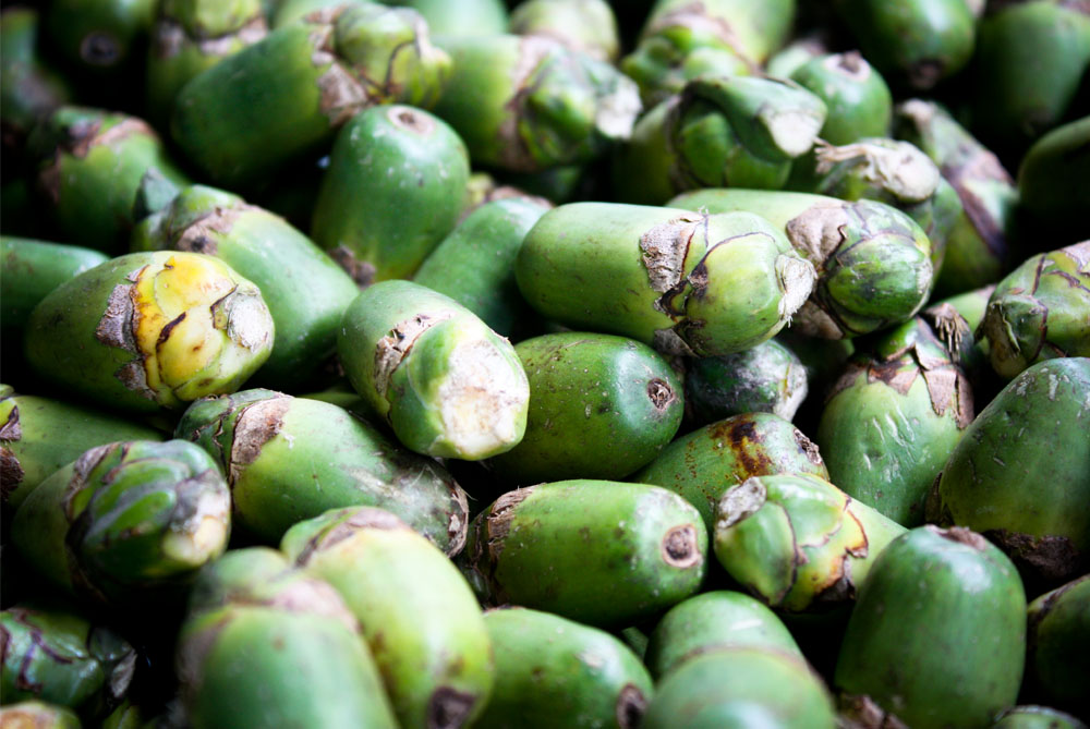 betel-nut-bariball-agriculture