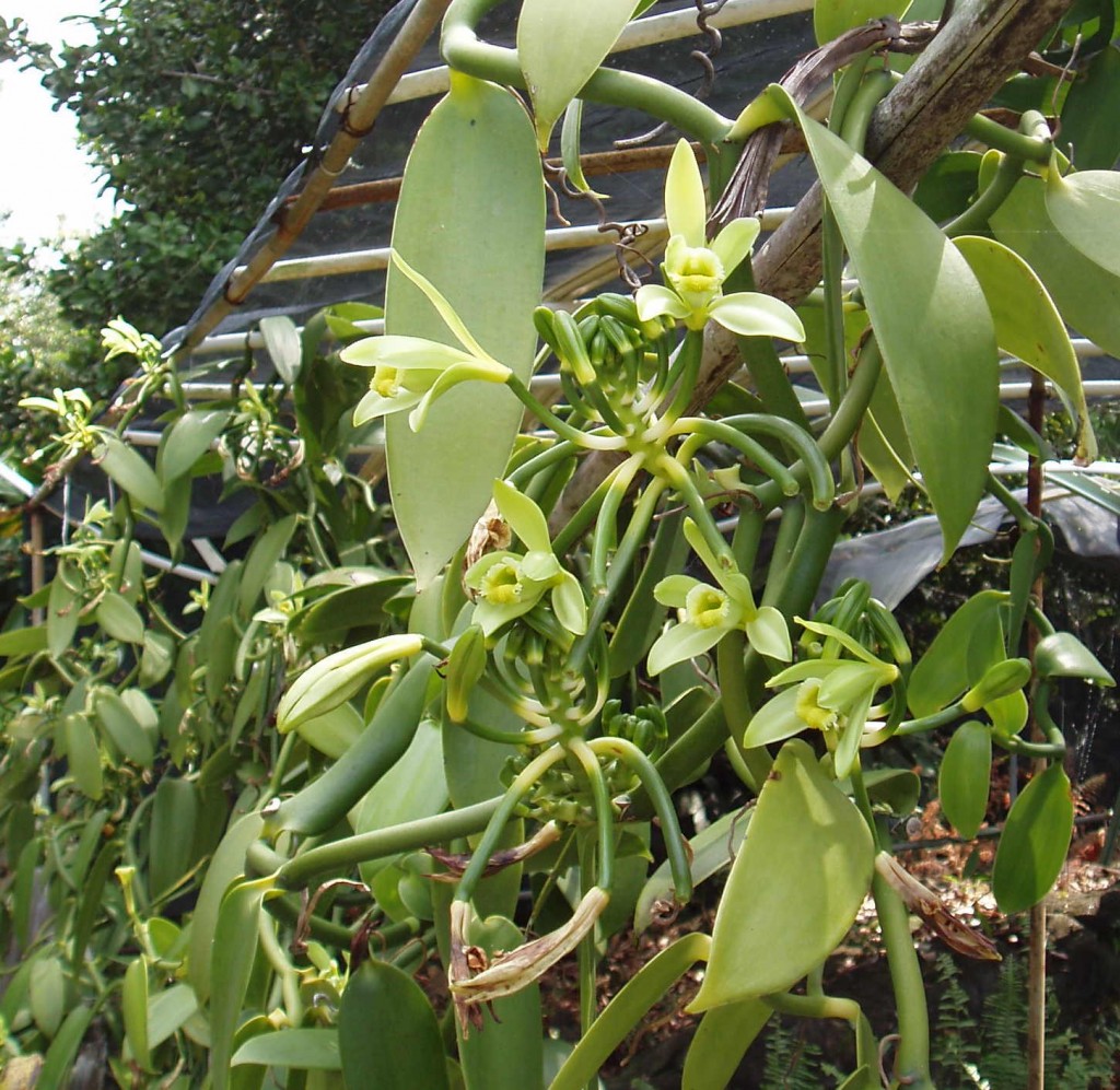 vanilla plant beans indonesia where orchids