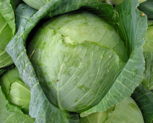 Small Cabbage Leaf